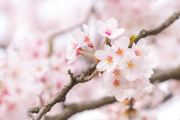 Photo very beautiful japan sakura cherry blossom flower in spring season