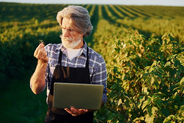 С ноутбуком в руках Старший стильный мужчина с седыми волосами и бородой на сельскохозяйственном поле с урожаем