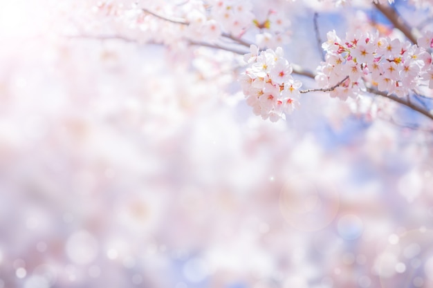 Photo cherry blossom  flower in spring for background or copy space for text