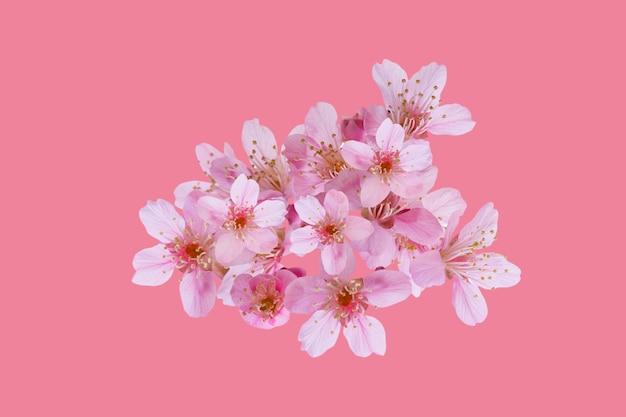 Photo cherry blossom flowers, sakura flowers isolated on pink background - clipping paths.