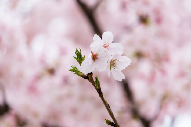 Photo cherry blossoms on a branch
