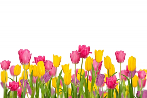 Photo color spring tulips isolated on white background.