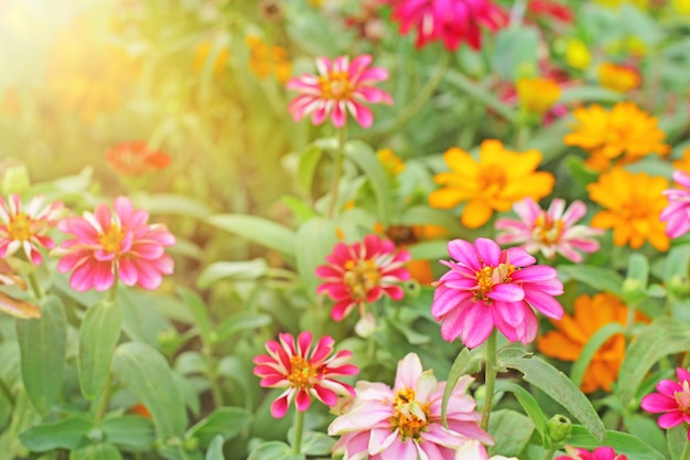Фото Красочный фон циннии цветок красивые в открытом саду.