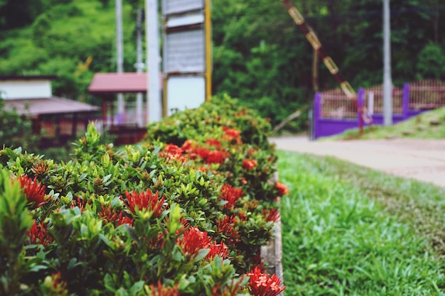 Фото Близкий план красноцветных растений во дворе
