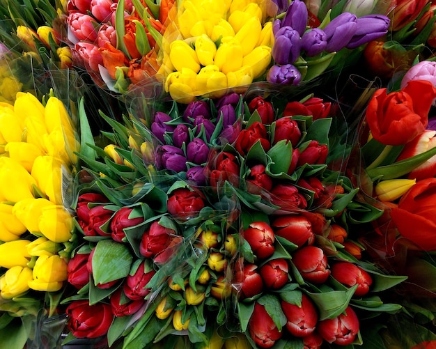 Фото Полный кадр многоцветных тюльпанов
