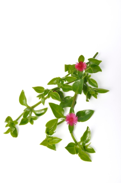 緑の多肉植物の葉とアイスプラントの小さなピンクの花