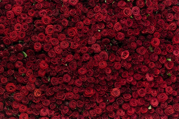 Photo natural red roses background, flowers wall. roses as background picture.