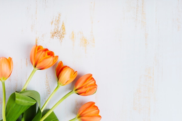 An orange tulips on an old white backdrop