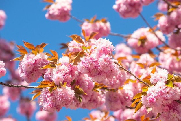Spring sakura festival cherry blossom trees sakura spring flowers background