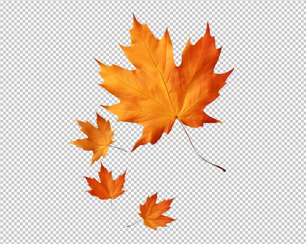 PSD isolated autumn leaves on transparent background