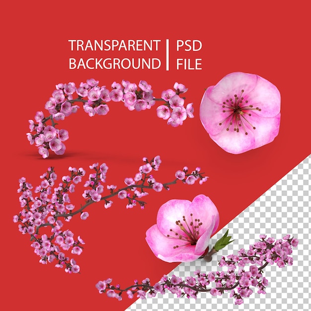 PSD sakura branch with flower buds png
