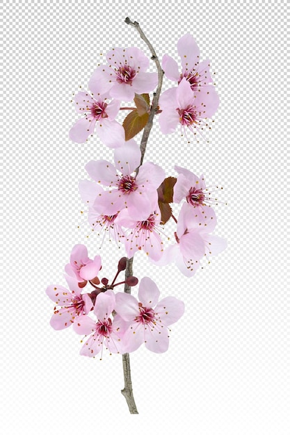 PSD white peach blossom isolated in spring soft lights