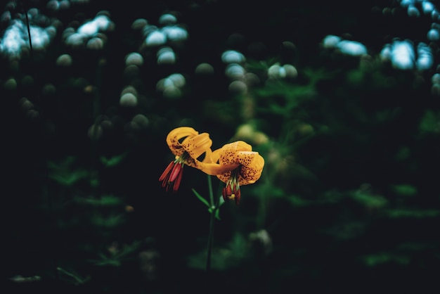 Gele leliebloemen