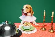 Rising pet ownership sparks demand for clear pet policies at restaurants, cafes 