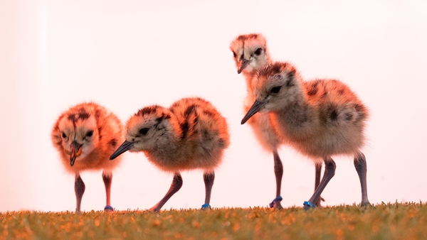 Four of the 12 recently hatched curlew chicks at Fota Wildlife Park