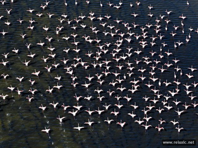 фламинговое озеро (640x480, 335Kb)