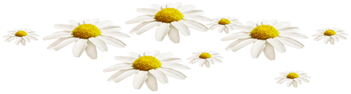 цветы  ромашки (500x135, 70Kb)