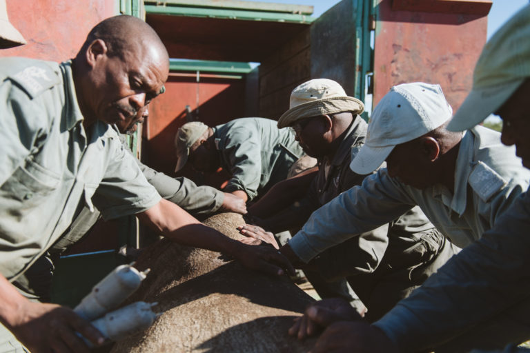 Team guiding a sedated rhino into a crate for translocation. Image by Casey Pratt / Love Africa Marketing.