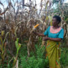 Farmer Elizabeth Kamphale explains the agroecology methods she uses to farm orange maize in the village of Kamala in Malawi's Dedza district.