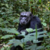 A chimpanzee in the Congo rainforests