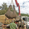 A crane lifts an elephant into a truck.