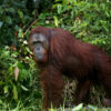 Bornean orangutans are threatened by habitat loss and individual killings. Photo by Rhett A. Butler.