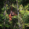 A Bornean orangutan (Pongo pygmaeus) hangs from the trees. Fewer than 100,000 orangutans remain on Borneo. Photo by Rhett A. Butler.