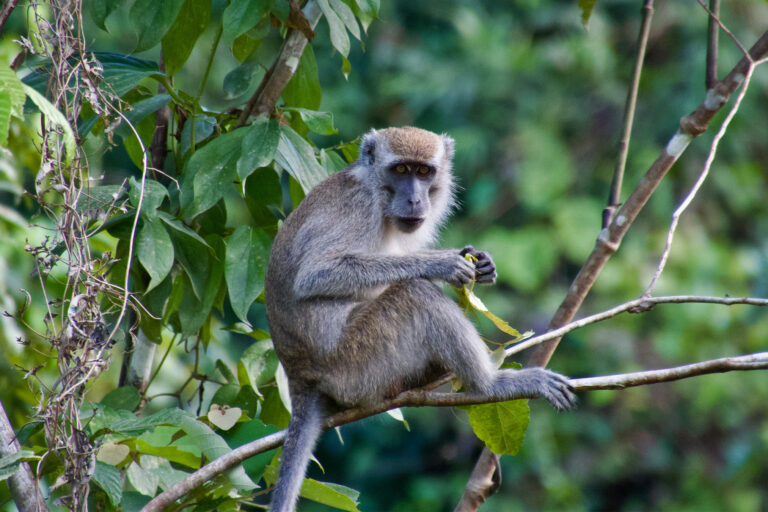 A long-tailed macaque (Macaca fascicularis) in Borneo.