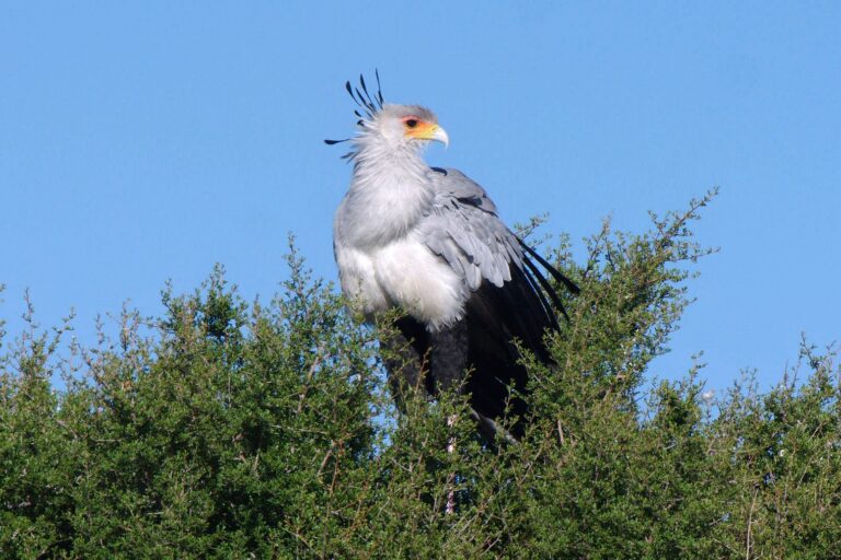 Secretarybirds build their nests high in flat-topped acacia trees to avoid land-bound predators.