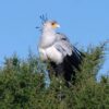 Secretarybirds build their nests high in flat-topped acacia trees to avoid land-bound predators.