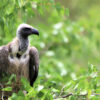 A white-backed vulture. showing brown wings and lighter breast, dark grey face and beak against green foliage in Mole National Park, Ghana. Image courtesy of Nico Arcilla.