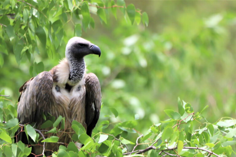 A white-backed vulture. showing brown wings and lighter breast, dark grey face and beak against green foliage in Mole National Park, Ghana. Image courtesy of Nico Arcilla.