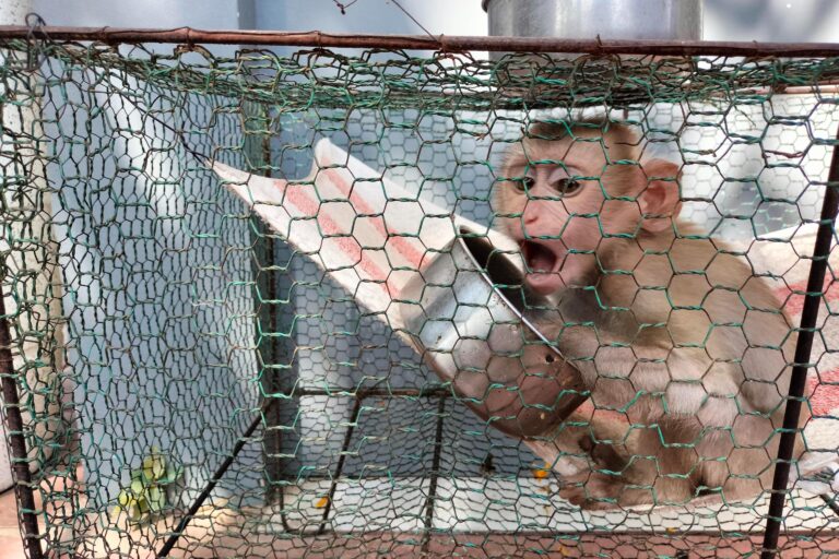A juvenile northern pig-tailed macaque (Macaca leonina) held in a cage outside a gas station in Cambodia. Image by Gerald Flynn / Mongabay.