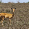 The number of oribis (Ourebia ourebi), small, floodplain-bound antelopes, declined by 47%.