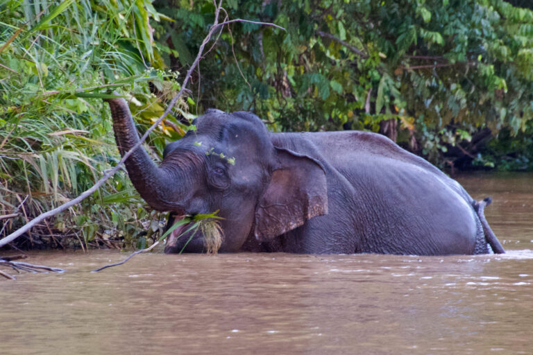 A Borneo elephant (Elephas maximus borneensis) in the Kinabatangan River