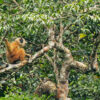 A Cao-vit gibbon in a tree.
