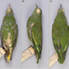 The ventral, lateral and dorsal views of the single specimen of Negros fruit dove collected in the Philippines in 1953.