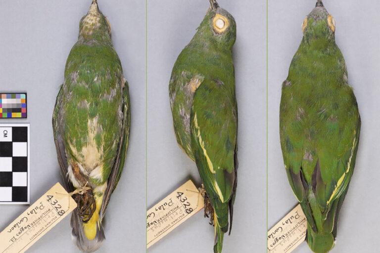 The ventral, lateral and dorsal views of the single specimen of Negros fruit dove collected in the Philippines in 1953.