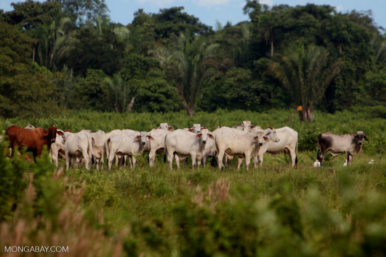Cattle in a deforested patch of Amazon rainforest. Photo by Rhett A. Butler for Mongabay.