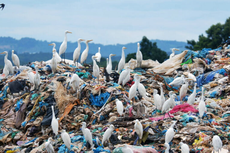 Egrets at a landfill in Riau.