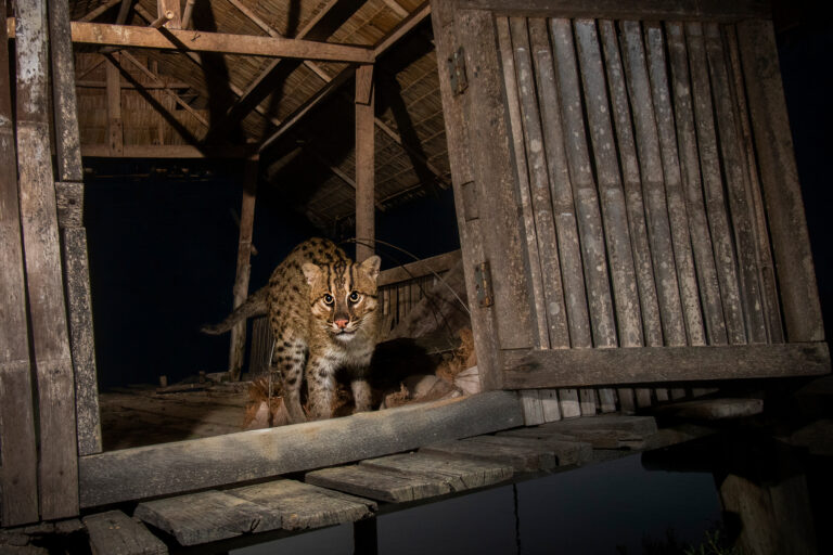 A fishing cat caught on camera wandering through a shrimp farm in Thailand, where wildcats can run into conflict with local communities.