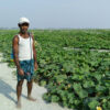 A squash farmer next to his crops.