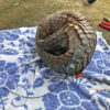 A pangolin fitted with a radio transmitter prior to re-release.