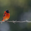 The red siskin.
