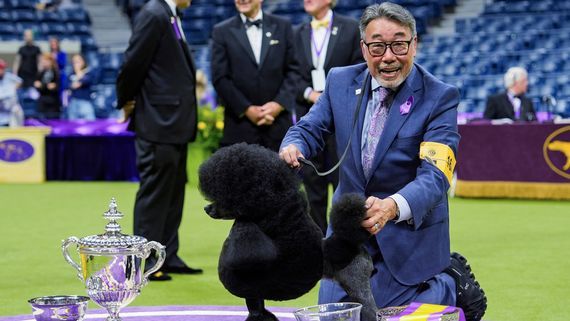 Image for story: Miniature poodle named Sage wins at Westminster in handler's final show