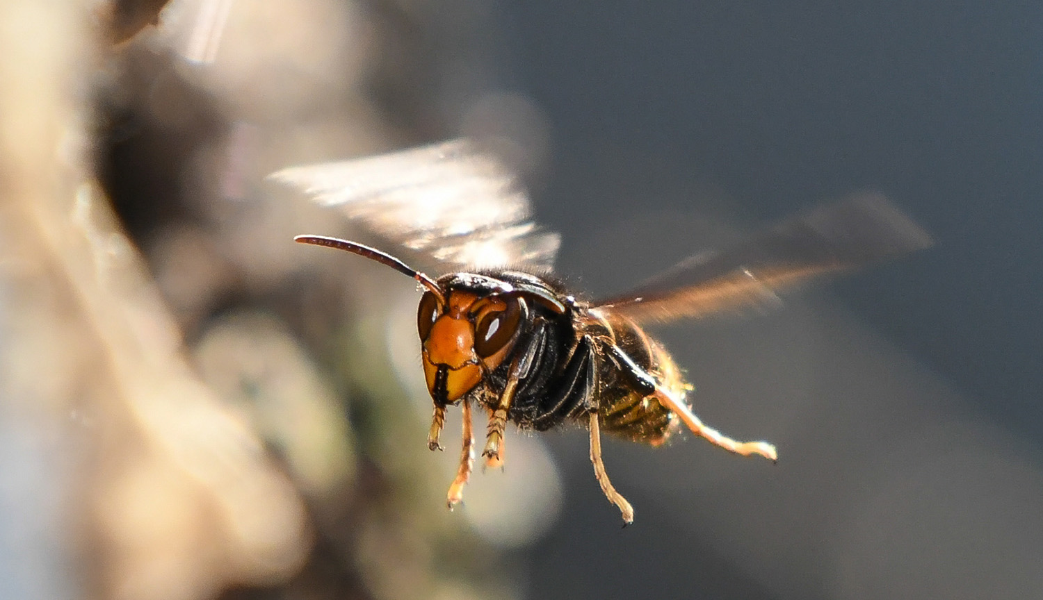 Photo shows a large wasp in flight, with a black body, yellow legs and a brown face.