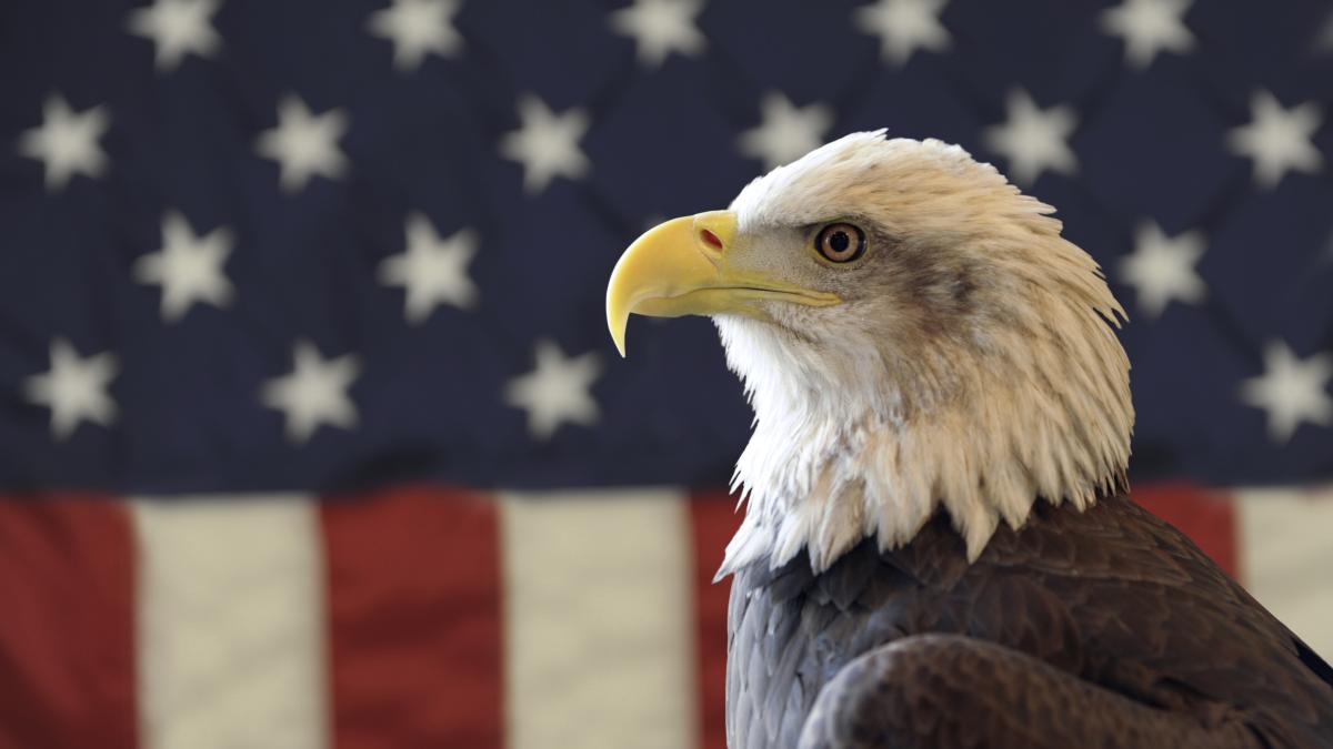 An eagle in front of a flag