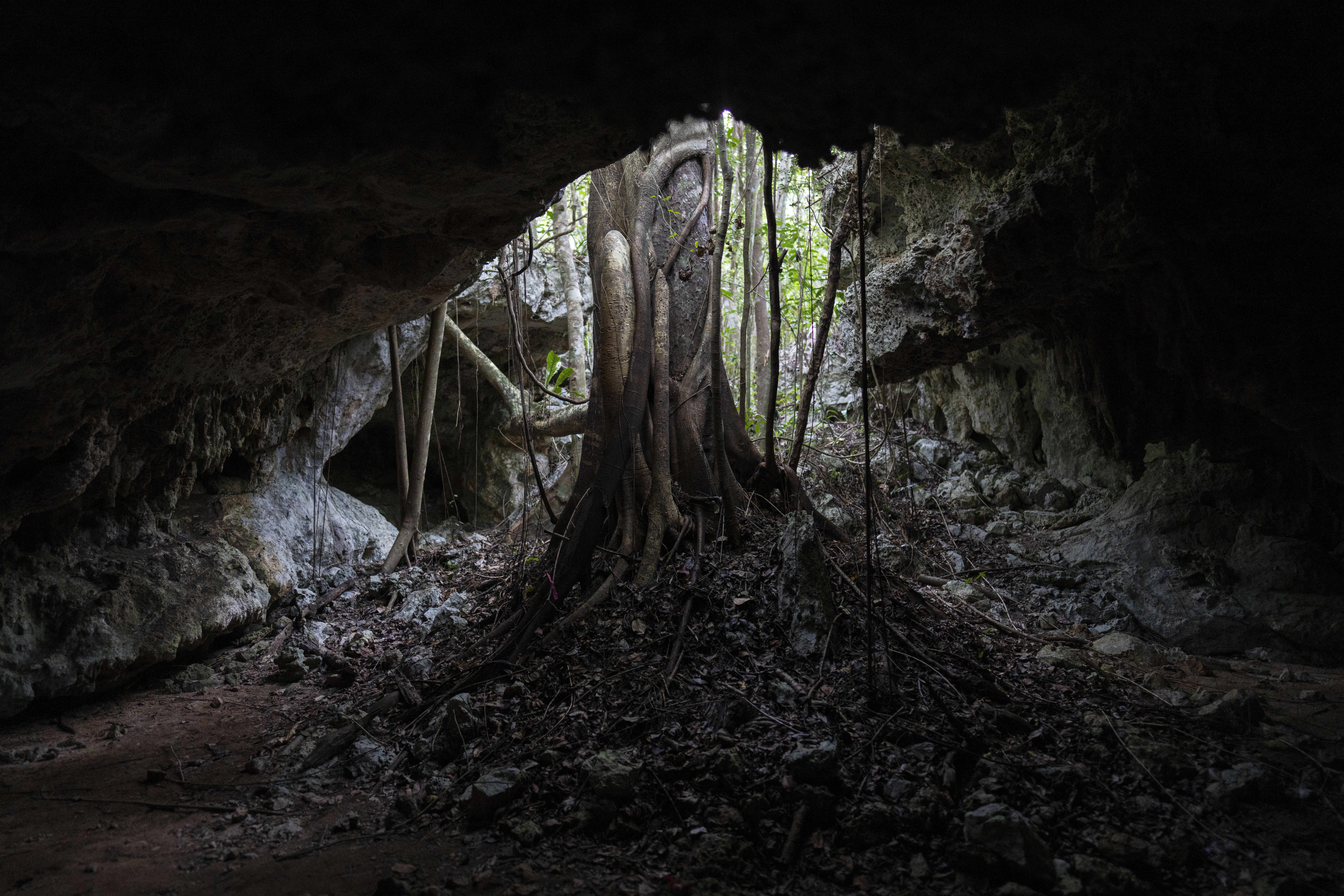 A tree protrudes from the cave system Jaguar Claw on the outskirts of Playa del Carmen, Mexico, Tuesday, Feb. 27, 2024. These sinkhole lakes, known as cenotes, are a part of one of Mexico's natural wonders: A fragile system of thousands of subterranean caverns, rivers, and lakes that wind beneath Mexico's southern Yucatan peninsula. (AP Photo/Rodrigo Abd)