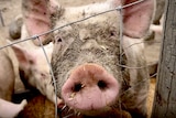 Close up of pig snout