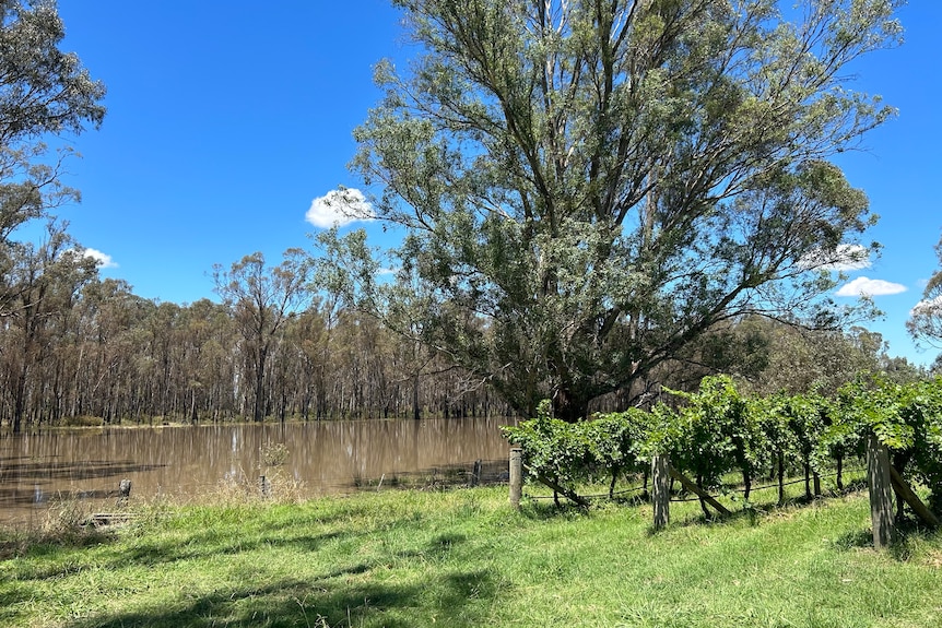 A vineyard next to a flooded river